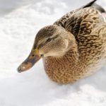 Duck in snow