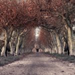 row of fall trees to mansion